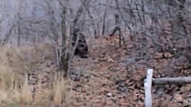 real bigfoot evidence 2022