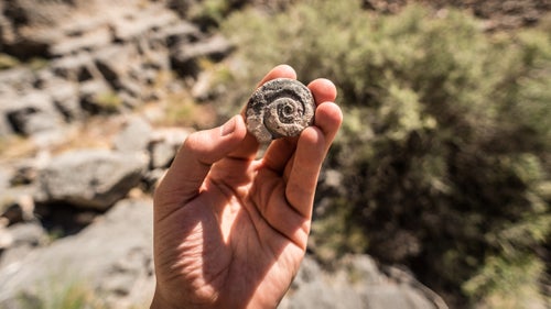 A 350 million-year-old fossil high up in the Funeral Mountains. We saw hundreds of fossils throughout Cyclops Canyon. Nobody has been there to disturb them. May 3, 2016.
Perhaps the greatest danger with first descents is you don鈥檛 know what you鈥檒l find. Swaney researches as much as possible ahead of time, using topo maps, Google Earth, and on-the-ground scouting, but there are always surprises. Nobody has been in these canyons before, so there鈥檚 no information about what鈥檚 in them. What if you encounter a 250-foot rappel and have only a 200-foot rope? What if there鈥檚 nothing to anchor from? What if your hair gets stuck in your belay device?