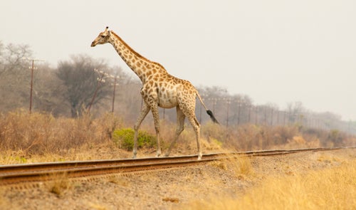This adult female giraffe was crossing the boundary back into the park when I found her. I was returning home from the office and drove off-road and up to the tracks to get the shot. I love images of the tracks with wildlife because it so graphically shows how easy it is to move from the safety of the park to the other side.