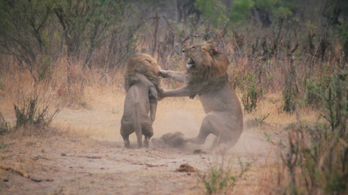 This photo depicts a whirlwind fight between a pair of brothers, Bush (left) and Bhubezi, in October 2012. Bhubezi had taken one of Cecil鈥檚 lionesses and the pair was battling to mate with her. I could hear Cecil (not pictured) roaring as he arrived to chase them off. They eventually displaced Cecil as the Backpans pride male, forcing him to flee his territory and team up with Jericho.