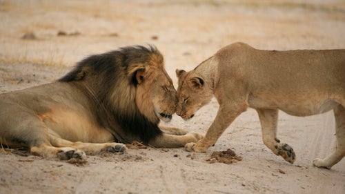 I was about 10 yards away in my research vehicle when I took this photo of Cecil and a young lioness. As a scientist, you are supposed to avoid anthropomorphism. But I feel we need to appreciate magical moments like this to avoid turning animals into objects for abuse.