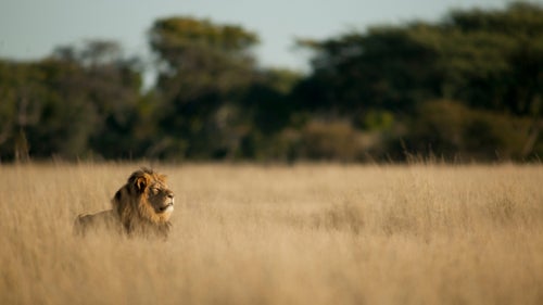 When Cecil, the magnificent, 13-year old, black-mane lion was killed by an American dentist on an illegal trophy bow hunt last year, the world responded with shock and horror. As details emerged, a soft-spoken yet fiercely passionate Zimbabwean was repeatedly seen and quoted in the media, reporting directly from the field. That was photographer Brent Stapelkamp, 38, the last person to fit Cecil with a GPS satellite collar and to photograph him, just a month before he was killed.
For the last decade, Stapelkamp had been quietly following and researching lions in Zimbabwe鈥檚 largest game reserve, Hwange National Park, for Oxford University鈥檚 Hwange Lion Research Project. 鈥淚 had the dream job,鈥 he says. Cecil鈥檚 death hurtled Stapelkamp into the spotlight, educating a largely unknowing public about the secret life of trophy hunting. A year later, he鈥檚 still speaking out on behalf of African wild lions, whose numbers have suffered catastrophic declines. 鈥淲e had 1.2 million wild lions in the 1800s,鈥 said Stapelkamp. 鈥淣ow there are 20,000.鈥 In addition to unsustainable trophy hunting, the decimation of Africa鈥檚 top predator is precipitated by the illegal bushmeat trade, loss of habitat and prey, and conflict with local people, which is the largest direct cause of lion deaths in Africa today, according to Stapelkamp.
The following is a collection of images Stapelkamp shot of Cecil, his pride, and neighboring wildlife in Hwange from 2010 to 2015.
Photo: This is one of my favorite photos of Cecil, taken in late May 2015, on the last morning that I saw him. I had bumped into Cecil and another lion, Jericho, while racing across the park to collar another lion. I call it 鈥淐ecil taking the air鈥 because of his regal posture. The grasses here turn golden in May, the start of our winter season.