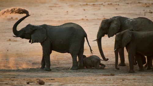It was sunset and this herd of elephants had just finished drinking at a waterhole. They were scooping sand up with the tips of their trunks and blowing it over themselves to protect against biting flies. The baby is less than a year old, with her two sisters and their mother.