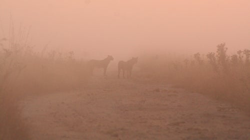 Bush and Bhubezi, when they were still young (just three years old), and living with their mother鈥檚 pride in 2010. Adolescent cubs, such as these, are large in body but have not yet developed much of a mane. They were after a herd of buffalo on a cold, misty morning at sunrise.