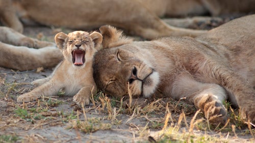 During the dry season in 2014, the pride had been feeding on an elephant calf they鈥檇 killed and were too full to play with this cub. She is about to go and look for trouble with her siblings.