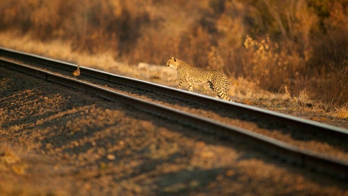 Cheetah sightings are rare in Hwange National Park. Lions will kill cheetahs just to get rid of the competition. I saw this cheetah sitting on an anthill. I drove off-road and waited for her to cross the track. Unbelievably, a francolin walked along the tracks right in front of the animal.