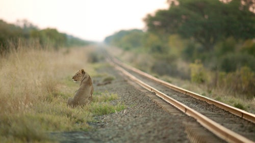 Sadly, quite a few animals in the park get killed by trains, including lions. Both passenger and commercial trains travel from Bulawayo to Victoria Falls on this track. The park has about 75 miles of railway as boundary.