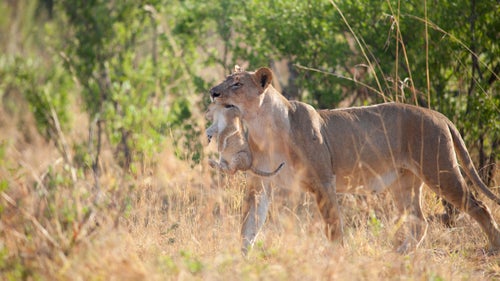 I took this photo shortly after the previous one of the yawning cub who went looking for trouble with her two sibling cubs. When this lioness, their mother, awakened, she went looking for them. She picked one up, walked past me, and the others followed her back to the pride.