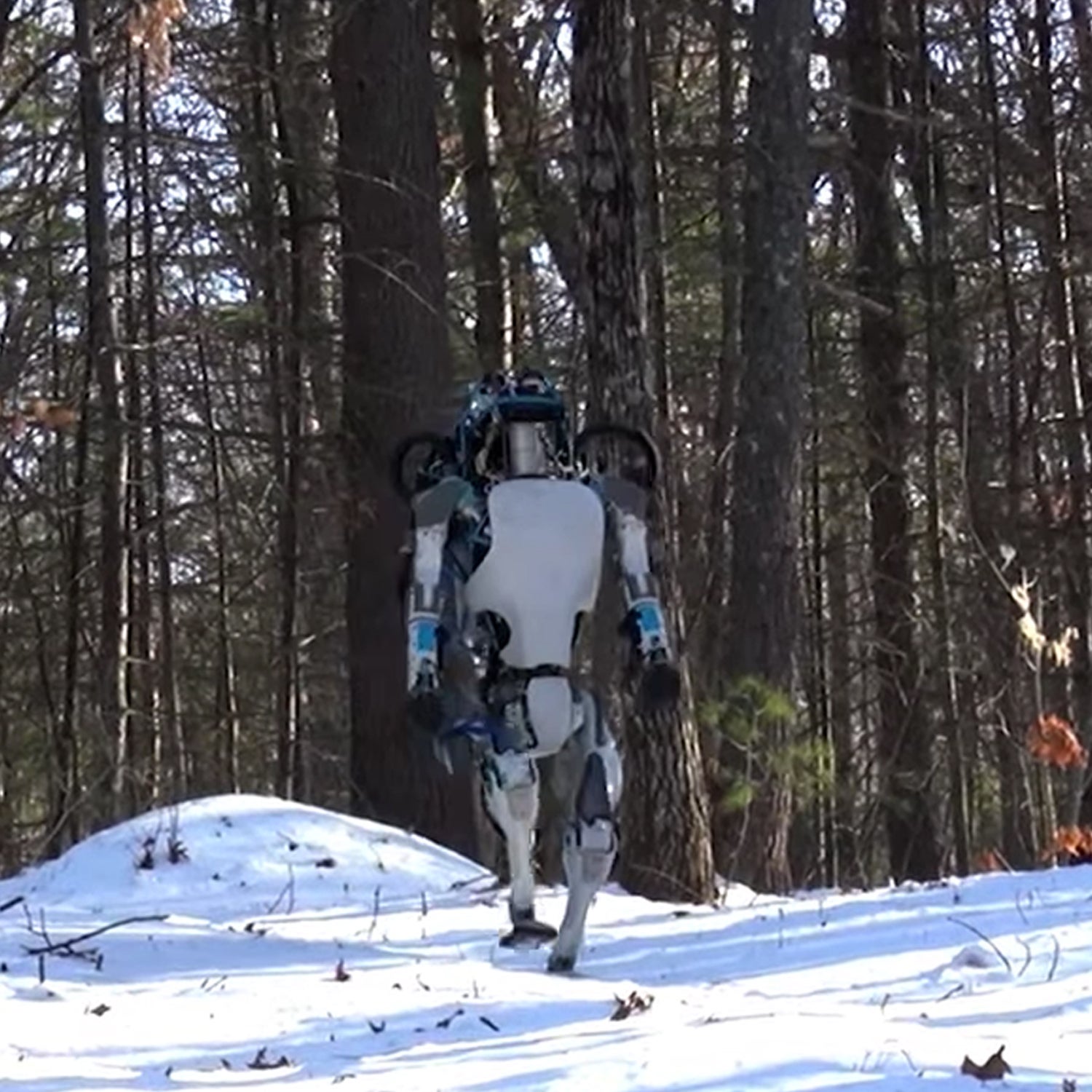 Boston Dynamics' Atlas is well suited to the outdoors, using laser-powered LIDAR technology in its head to assess and navigate terrain and sensors and hydraulics in its legs and body for balance.