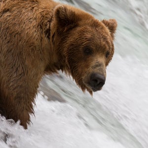 Explore.org provides 24-hour livestreams of animals including the brown bears of Katmai National Park in Alaska.