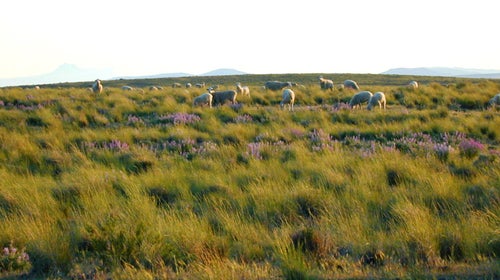 The Imperial Stock Ranch in Wasco County, Oregon is one of two new wool suppliers for Patagonia socks.