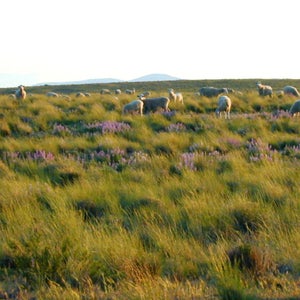 The Imperial Stock Ranch in Wasco County, Oregon is one of two new wool suppliers for Patagonia socks.