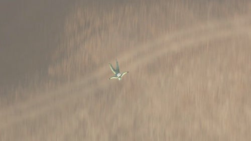 By this point, Aikins had locked onto his target using a system of PAPI lights similar to those used to guide planes into runway landings. He knew he was within the net鈥檚 perimeter if the lights鈥 special lens gave off a white beam; if he saw a red beam, it meant he was outside the net and had to adjust his flight direction to get back inside.