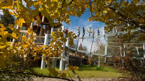 Wild Walk is a chance to scramble through the treetops, to balance off the ground, and to experience a slice of the life in the forest.