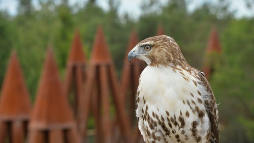 Navigating through the treetops provides visitors a unique, closer view of life in the canopy.