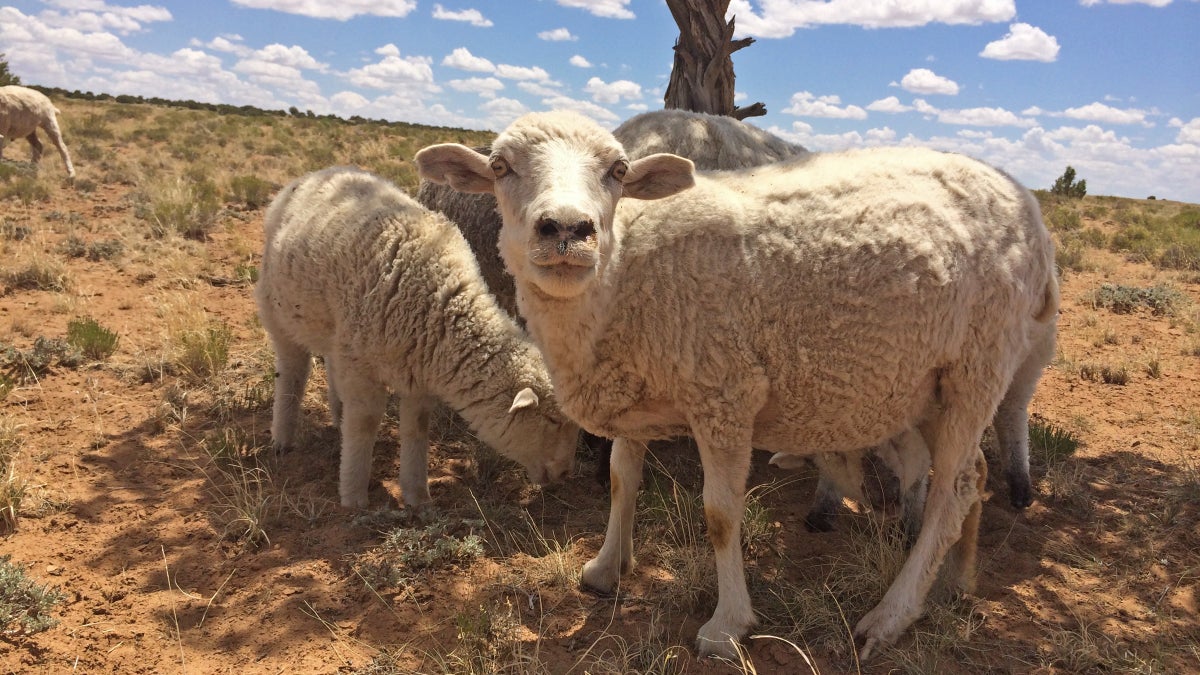 Learning the Vanishing Art of Navajo Shepherding