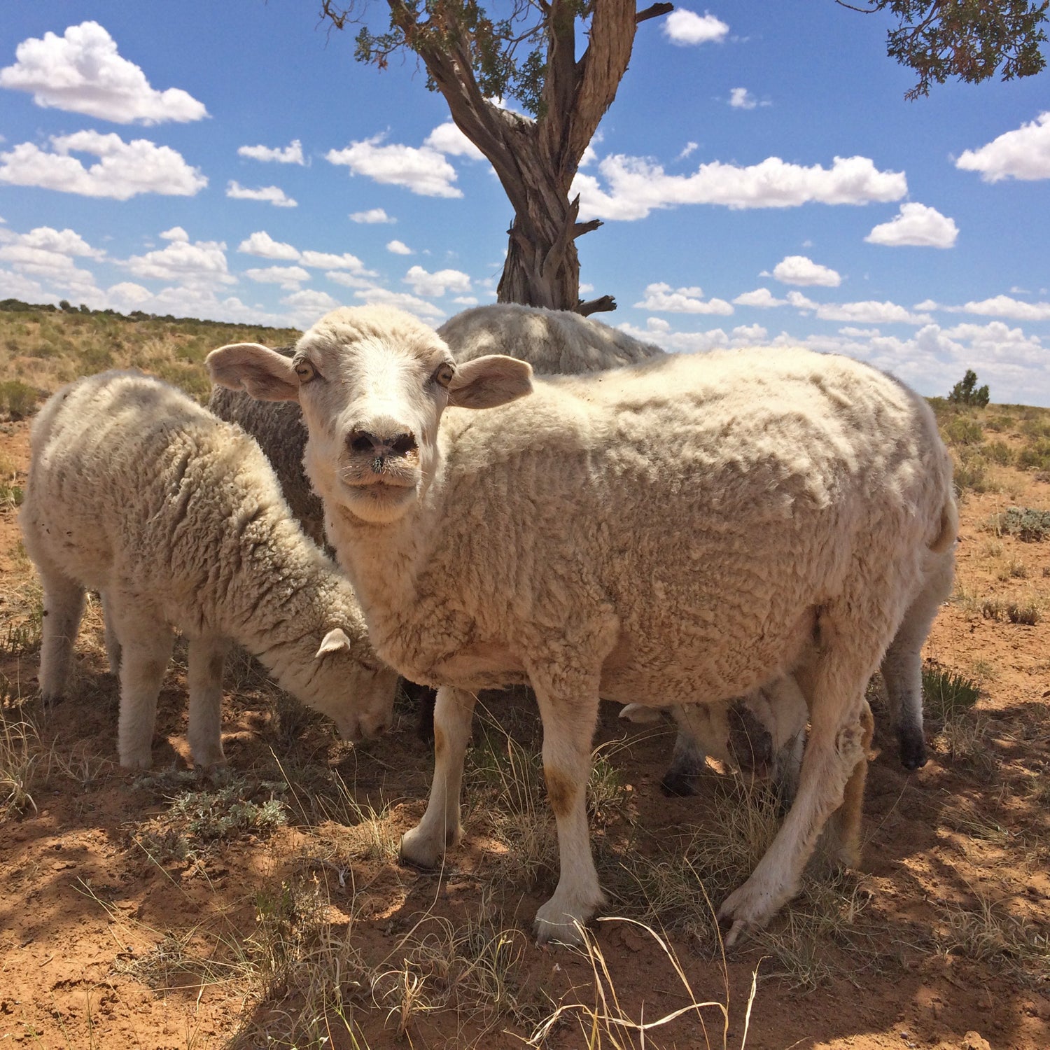 https://cdn.outsideonline.com/wp-content/uploads/2016/08/03/navajo-sheep-herding_s.jpg