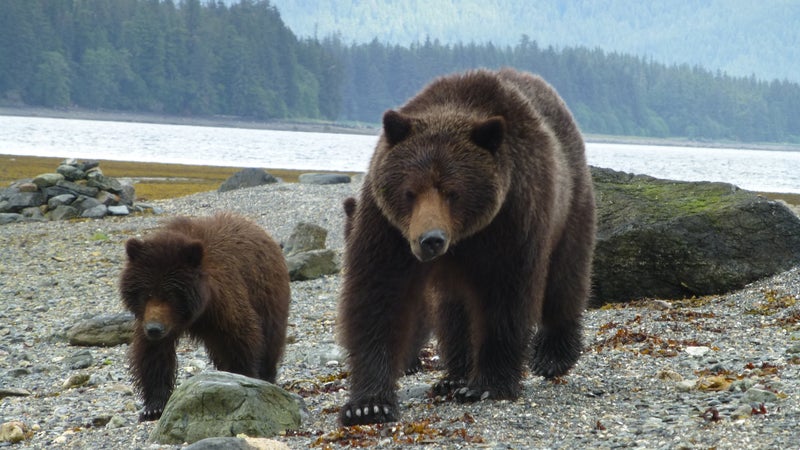 More brown bears than the lower 48.