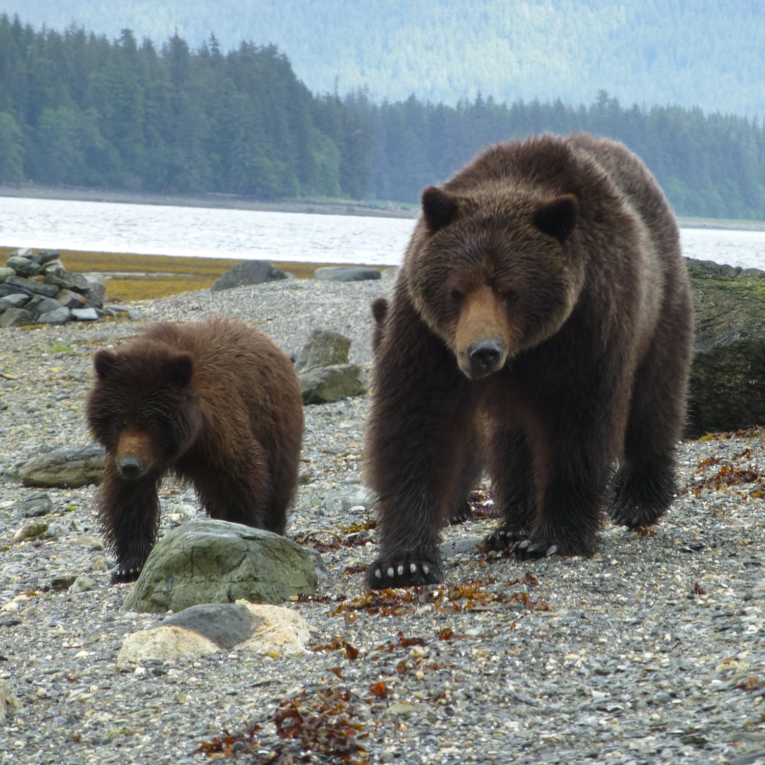 More brown bears than the lower 48.