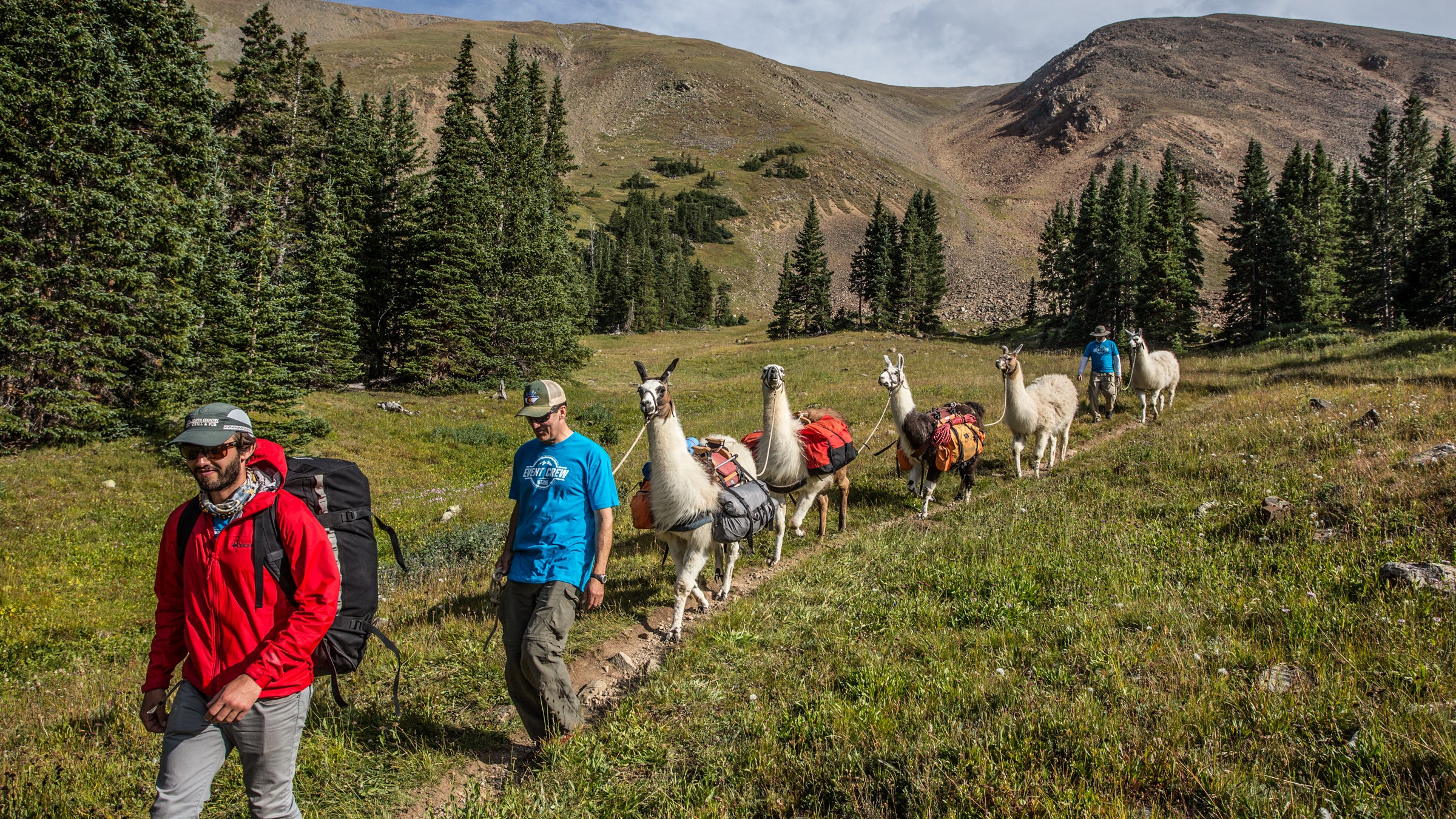 A team of llamas packs supplies up to Hope Pass and greet exhausted racers at the Leadville 100.