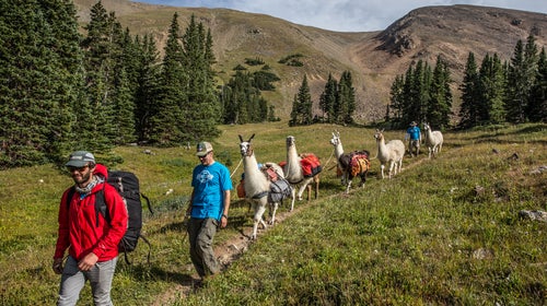 A team of llamas packs supplies up to Hope Pass and greet exhausted racers at the Leadville 100.