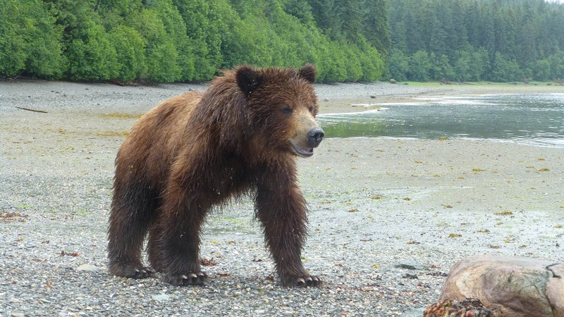 A large brown bear emerges from Pack Creek.