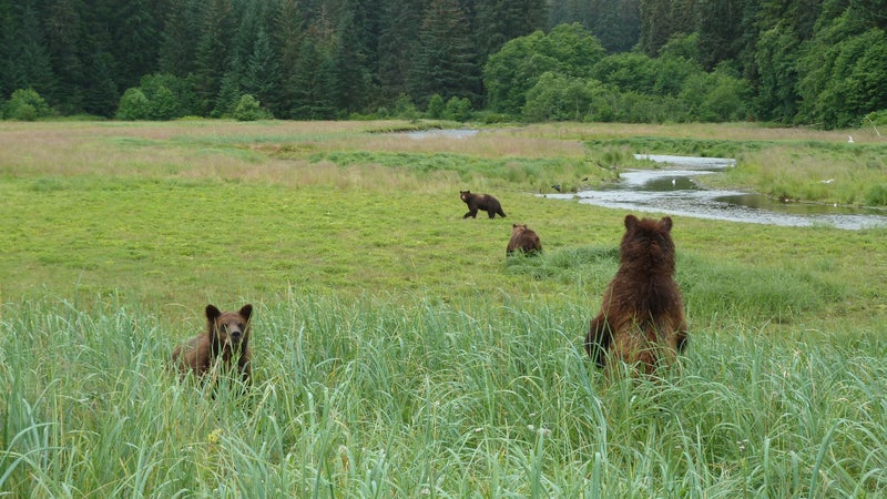 During July and August, it's not uncommon to observe up to 25 bears visiting Pack Creek at a time.