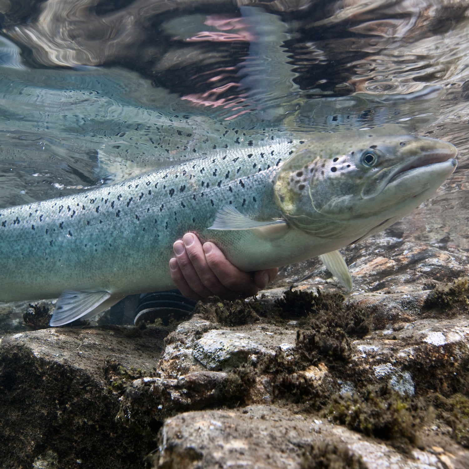 Blue-bellied fish is a surprise catch