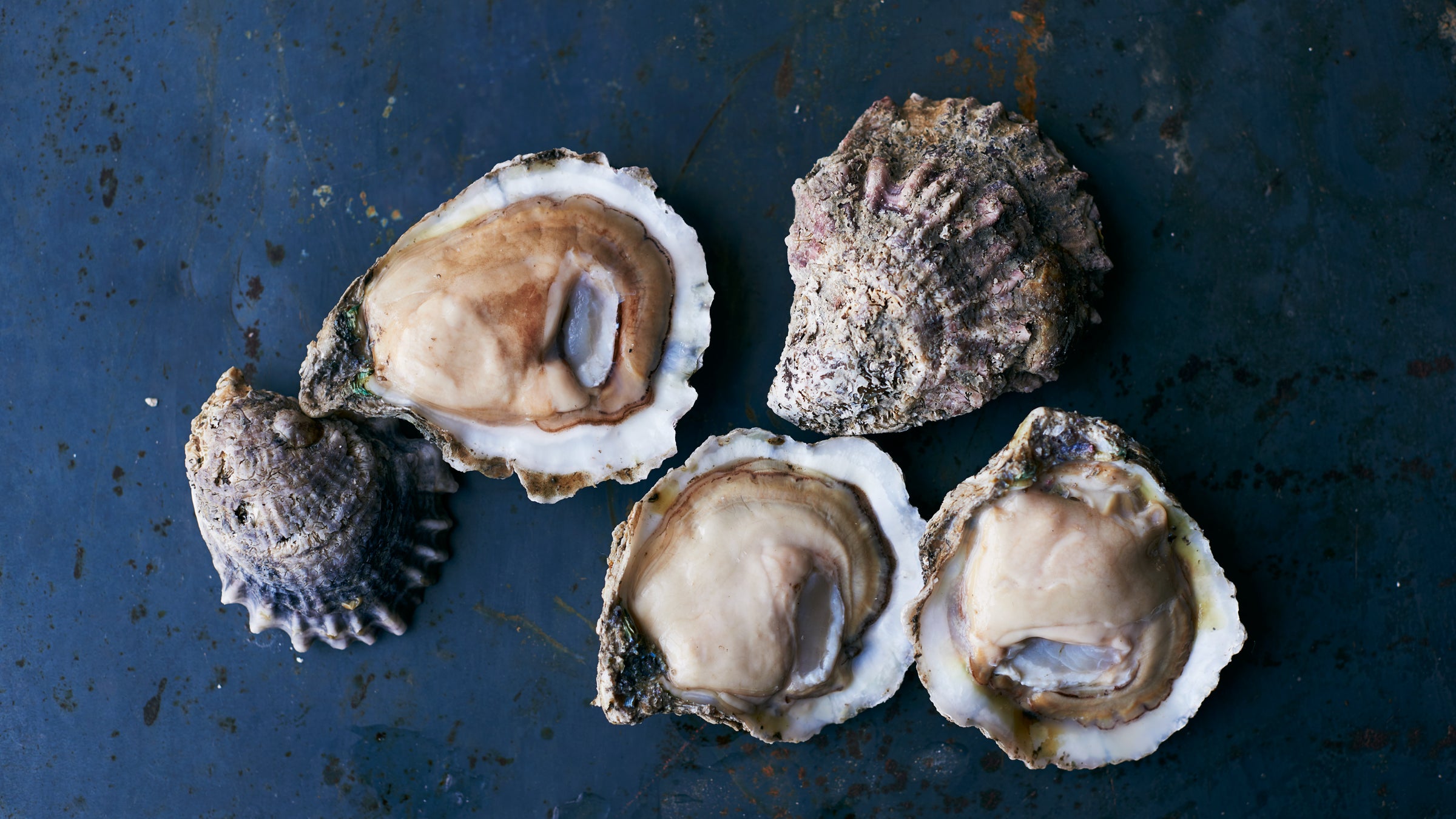 There are now dozens of new oyster varieties that can only be found in the South’s oyster bars.