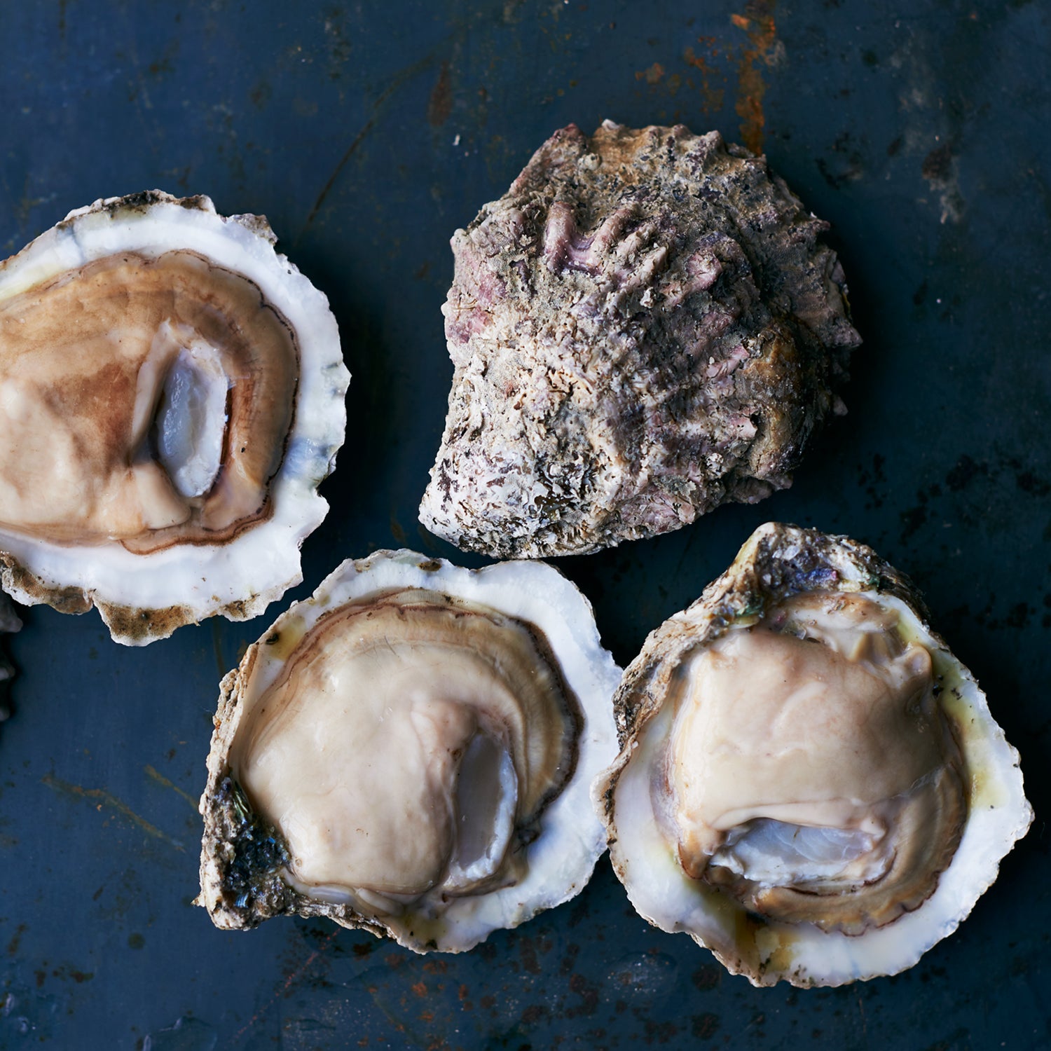 There are now dozens of new oyster varieties that can only be found in the South’s oyster bars.