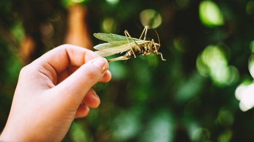 Pro tip: Roll whole roasted crickets between your palms to get rid of some stray antennae and legs that could cause... textural problems.