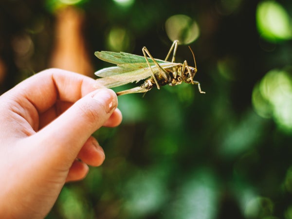 Pro tip: Roll whole roasted crickets between your palms to get rid of some stray antennae and legs that could cause... textural problems.