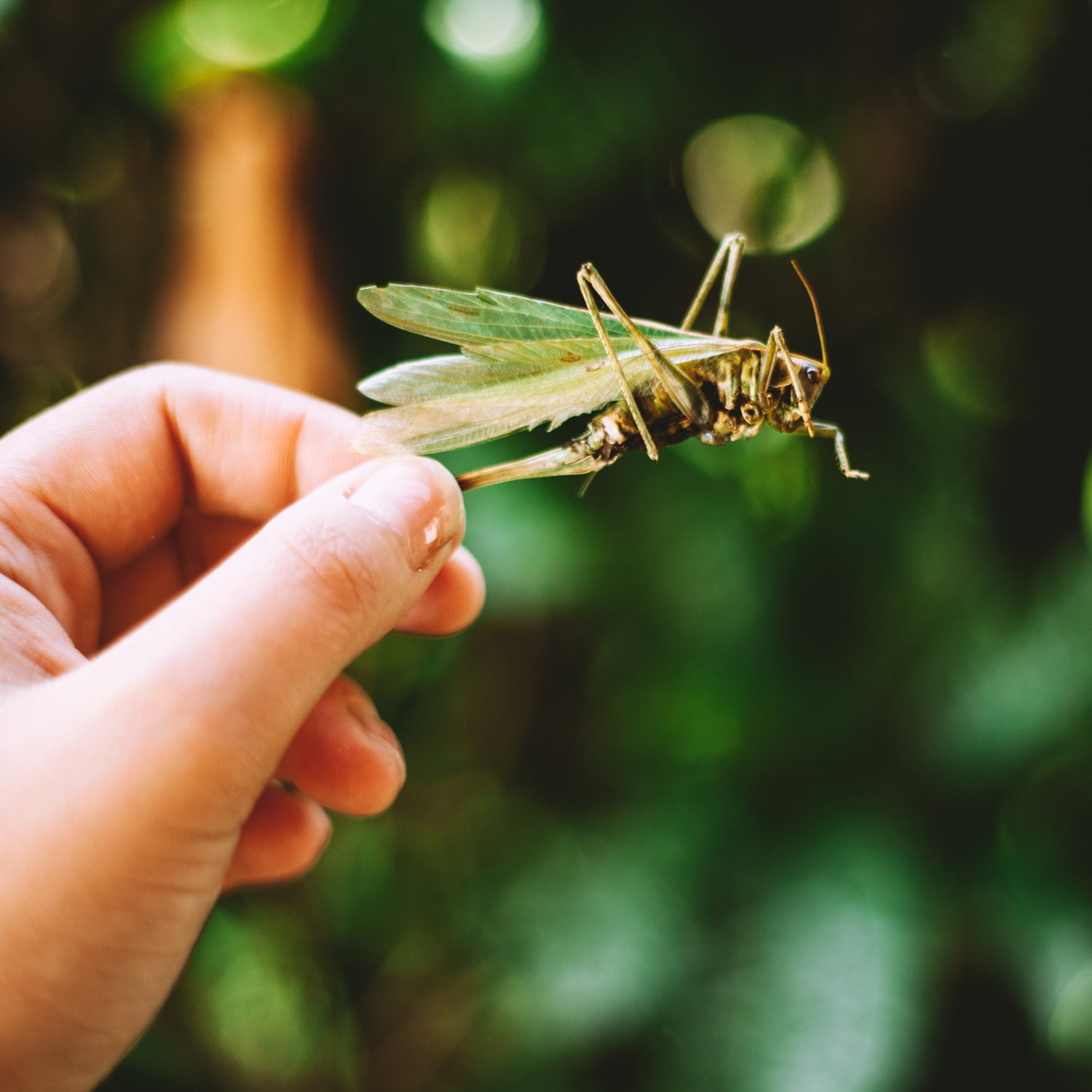 Pro tip: Roll whole roasted crickets between your palms to get rid of some stray antennae and legs that could cause... textural problems.