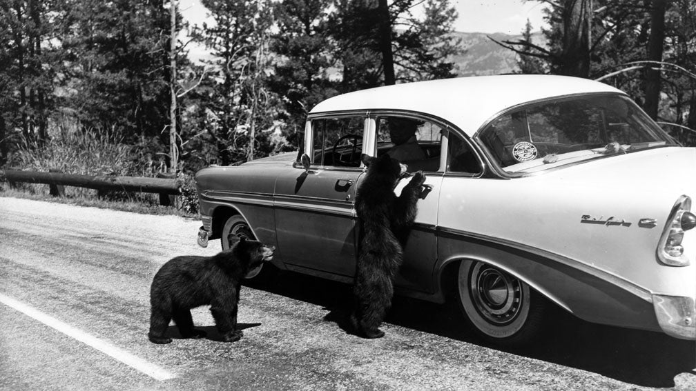 Bears beg for food at a car in Yellowstone National Park, August 1958.