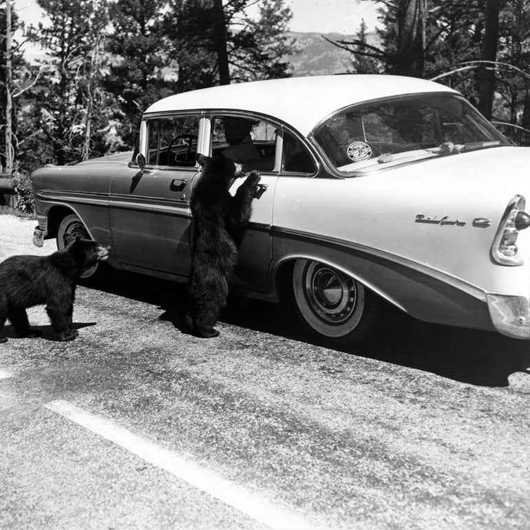 Bears beg for food at a car in Yellowstone National Park, August 1958. National Park Service photograph by Jack E. Boucher: Negative number 2-58-JB-749