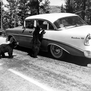 Bears beg for food at a car in Yellowstone National Park, August 1958. National Park Service photograph by Jack E. Boucher: Negative number 2-58-JB-749