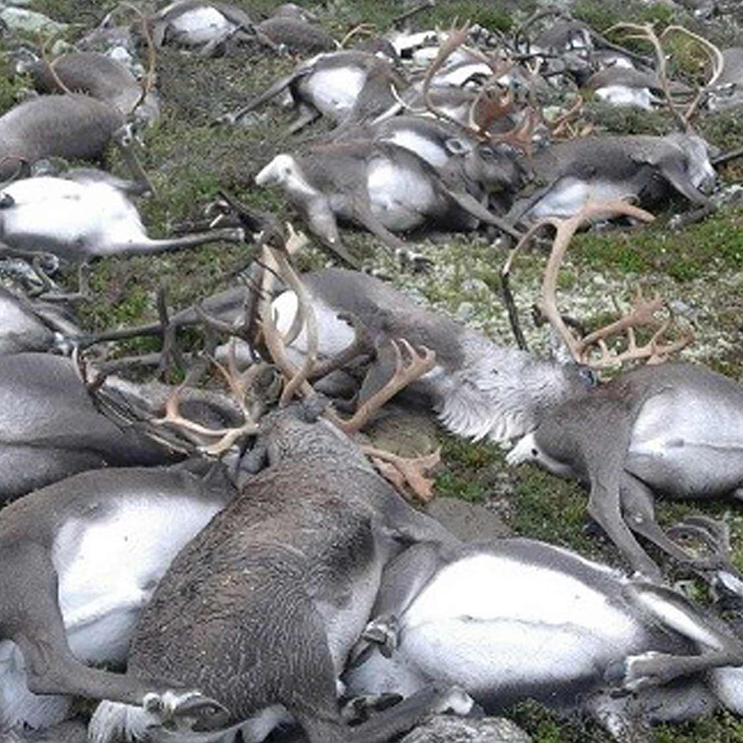 Reindeer killed by one or more lightning strikes in southern Norway last week.