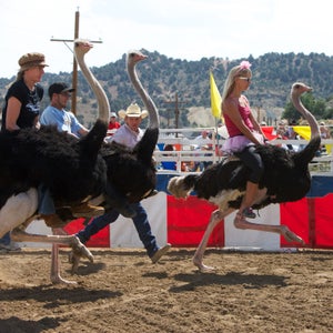The annual International Camel & Ostrich Races in Virginia City are a huge draw for a small, wild west tourist town largely known as the home of the TV show