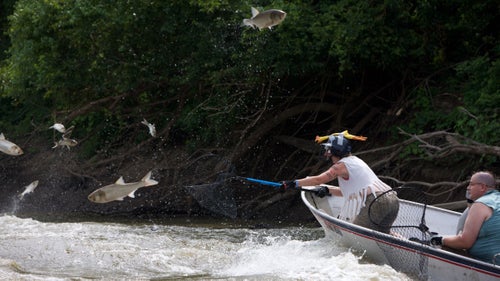 The annual Redneck Fishing Tournament along the Illinois River is a fun event meant to help clear out invasive, flying Asian Carp. The fish jump out of the river in response to the sound of the passing motorboats.