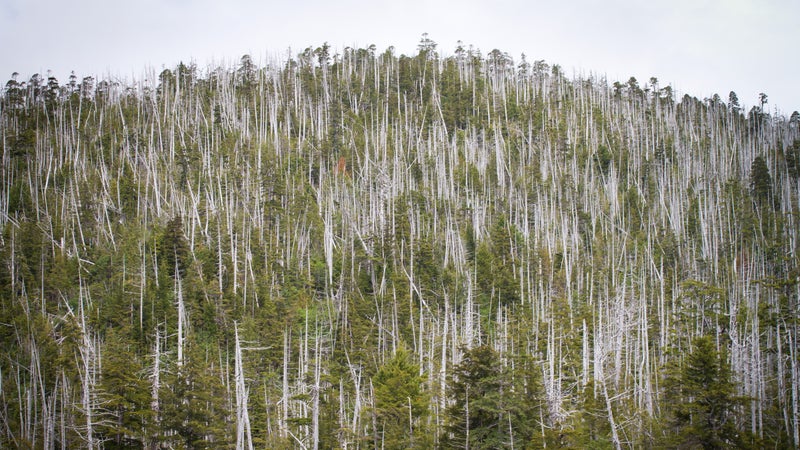 The extent of the yellow cedar dieback.