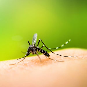 A new technology called a “gene drive” has been used to tweak the reproductive capabilities of small pesty organisms—mosquitoes, mice, parasites.
