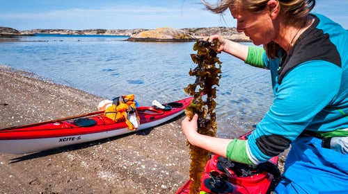 Catxalot is out to make seaweed the next foraging craze.