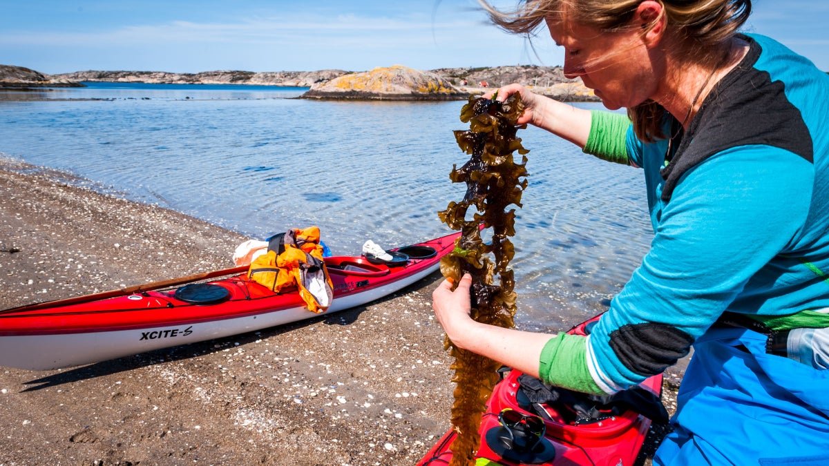 How to Become a Modern-Day Seaweed Farmer