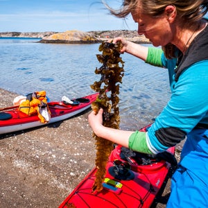 Catxalot is out to make seaweed the next foraging craze.