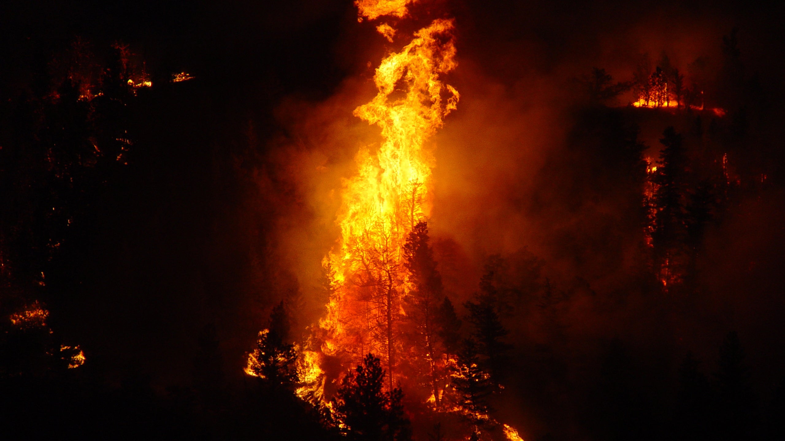 A tree erupts into flames along Interstate 90 during nighttime burnout operations to keep the Derby Fire from crossing the highway. Montana, Big Timber. August, 2006.