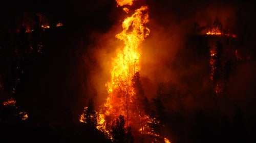 A tree erupts into flames along Interstate 90 during nighttime burnout operations to keep the Derby Fire from crossing the highway. Montana, Big Timber. August, 2006.
