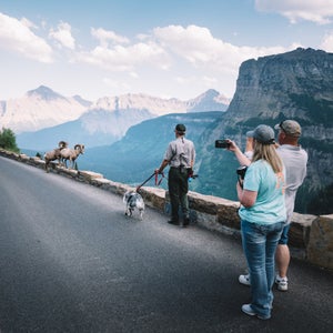 The last couple years have produced some horror stories of national park visitors interacting with wildlife. The baby bison put in the trunk of a car, the bear selfie craze in Tahoe, and countless other close encounters that happen almost daily in our parks that don’t make the news. These days, most people just really want a picture.
Mark Biel, Glacier National Park’s Natural Resource Manager, is on the front lines of this issue everyday, which is exactly how he came up with the idea for Gracie. At two years old, Biel’s jovial border collie, which he bought as a pet, is just finishing up training to essentially become the first canine wildlife manager in the National Park Service. Gracie has two jobs: work with Biel in the field to keep animals a safe distance away from visitors, and the other as a sort of figurehead and excuse for Biel and other park employees to talk about how to interact with animals. 
Here, a few images from the time I spent with Biel and Gracie at the park in northern Montana this August. 
Photo:  Two bighorn sheep causing a welcomed traffic delay near Lunch Creek in Glacier National Park.