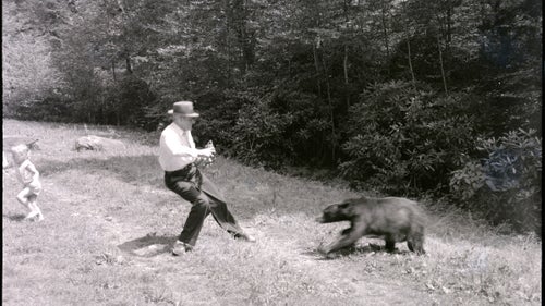 However, the bears could turn on people, as is happening here. Also dated to 1957 from Great Smoky Mountains, this bear may well be the same one shown being fed in the previous photo.