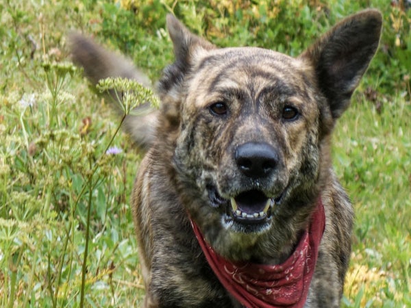 Wiley menaces the Cascades. He's still roaming off-leash, despite our readers' many protestations.