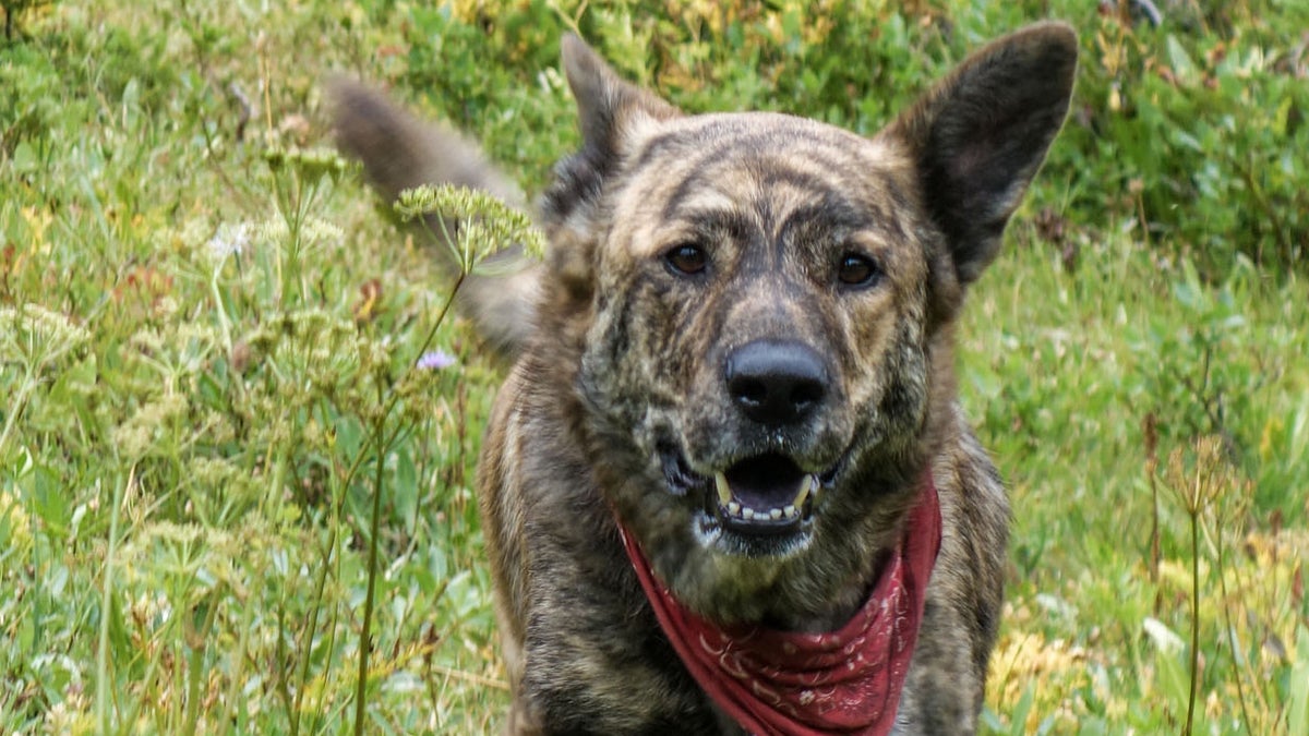 The Best Dog for the Outdoors? The Humble Mutt.